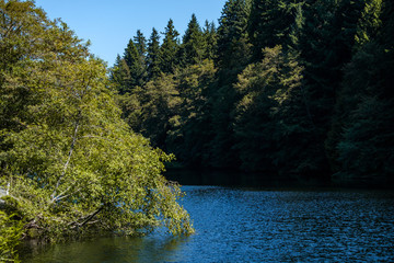 lake in the forest on a sunny day with tall green grasses on one side and tall trees on the other side under the shade