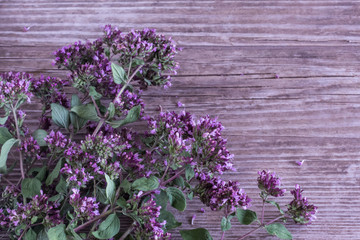frame of marjoram on a wooden surface in a lavender color