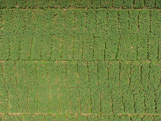 Beautiful aerial view of Banana plantations in Costa Rica on the road of Siquirres - Limon