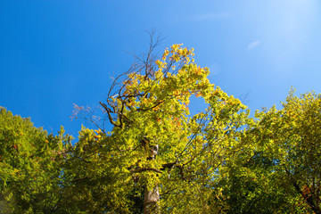 autumn leaves
