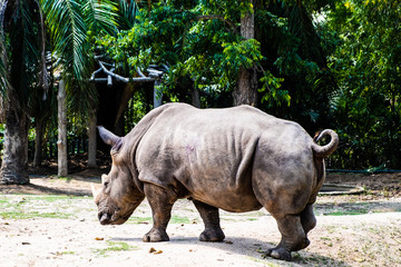 Naklejka premium Portrait of cute male bull Rhino or Rhinoceros. The concept of animals in the zoo