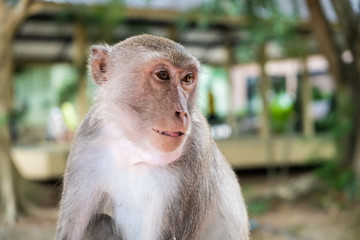 monkey. The concept of animals in the zoo. soft focus