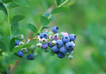 close up on fresh blueberry on the tree