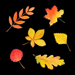 Autumn watercolor set. Bright leaves isolated on black.