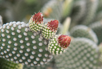 Prickly pear fruits on a cactus