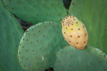 Prickly pear fruits on a cactus