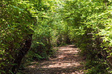 Obraz premium wood chips filled trail inside forest filled with green bushes on both sides on a sunny day