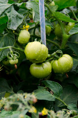 green tomatoes hang on a branch