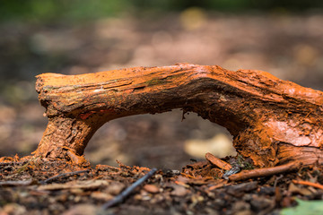 tree roots pop out of the ground like a tiny arch inside forest 