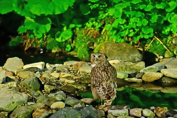 シマフクロウの狩りの様子＠知床、北海道