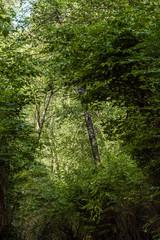 trees inside forest covered with dense foliage 