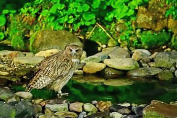 シマフクロウの狩りの様子＠知床、北海道