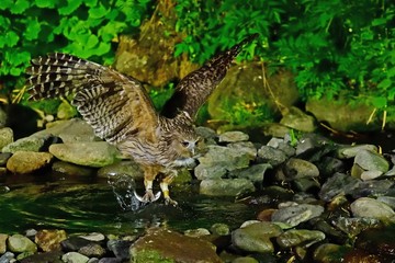 シマフクロウの狩りの様子＠知床、北海道