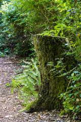 big tree trunk on the wood chip filled road side covered with green mosses by the green bushes