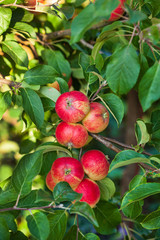 Obraz premium ripe apples on the branch