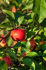 ripe apples on the branch