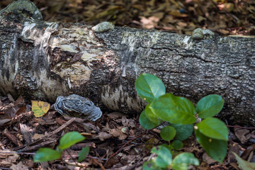 tree trunk laying on wood chips filled ground with couple mushrooms grown on the surface