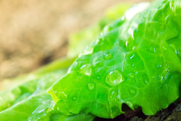 salad green closeup texture background