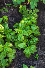 organic basil in the garden