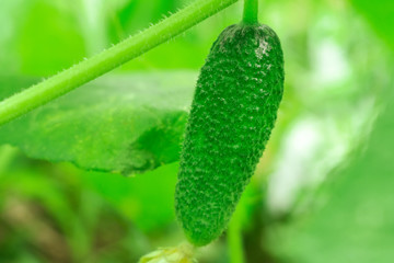 small green cucumber close-up agriculture
