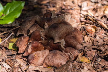 stack of brown mushroom ground together on wood chips filled ground in the park with sun hitting on top