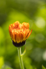 beautiful orange daisy flower ready to bloom in the park under the sun with blurry green background