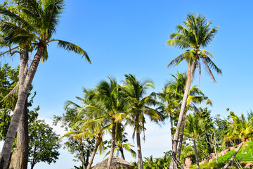 Fototapeta na wymiar Coconut tree under the blue sky