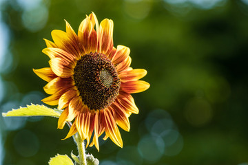 Naklejka premium single sunflower with orange to yellow gradient petals blooming in the field with blurry green background