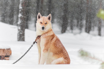 white husky dog in winter snowfall bad weather
