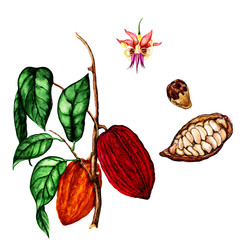 Isolated botanical illustration of cocoa, watercolor cocoa illustration, hand drawn cocoa  