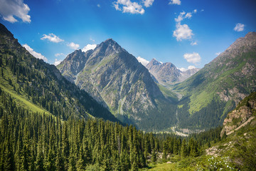 Beautiful landscape forest with rocks, fir trees and blue sky in mountains of Kyrgyzstan. Peaceful outdoor scene.