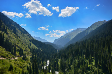Fototapeta premium Beautiful landscape forest with rocks, fir trees and blue sky in mountains of Kyrgyzstan. Peaceful outdoor scene.