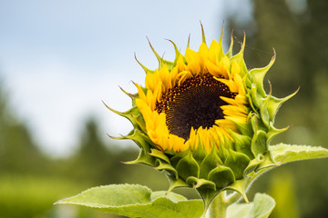 close up of one beautiful yellow sunflower blooming in the garden on sunny morning with blurry green background