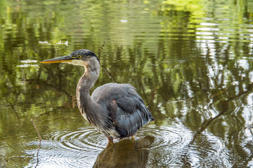 one great blue heron walking inside pond with reflection on surface searching for fish