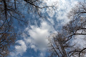 Sky, branches and clouds