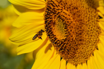 Blooming bright sunflower with bee, close-up.