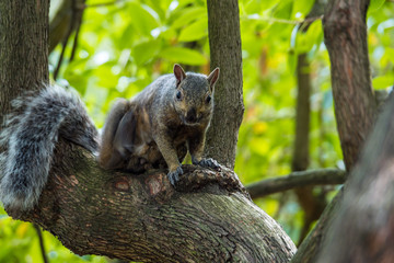one cute brown squirrel sitting on the split of tree trunk staring at you while scratching its belly with its foot
