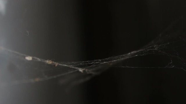 Cobweb or spider web in ancient thai house window lighting