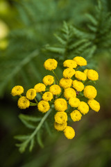 bunch of little yellow yarrow flowers blooming in the park under the shade with blurry green background
