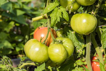 couple big green and red tomatoes hanging on the vein in the garden under the sun 