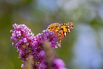 butterfly painted lady on purple flowering bush