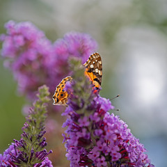 wings of a Painted Lady