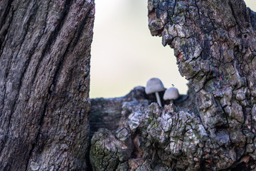 mushroom in forest