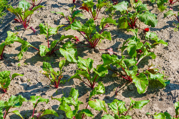 Green leaves of the root beet.Fresh young green leaves with beet root vegetables.Growing table beets on a home farm.Beet leaves and root vegetables close up in the garden or in a field in the ground.