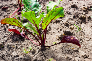 Green leaves of the root beet.Fresh young green leaves with beet root vegetables.Growing table beets on a home farm.Beet leaves and root vegetables close up in the garden or in a field in the ground.