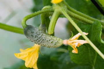 A fresh small cucumber grows on a stem in a greenhouse. in the garden in spring, summer