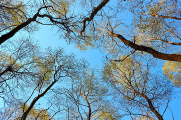Crowns of poplar trees with young green foliage in early spring view from below into the blue sky....