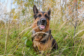 Dog German Shepherd outdoors in an autumn day