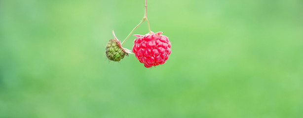 juicy raspberries on green abstract nature background. Ripe sweet raspberries - green and red berry on blurred summer garden backdrop. harvest time, healthy food. close up, soft selective focus. 
