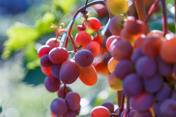 Ripe grape berries in green foliage in the sun.